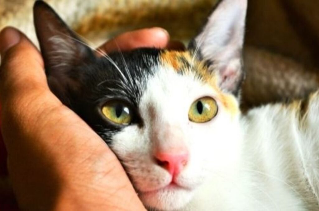 Science Says Being a Cat Owner May Be Good for Your Health (2)