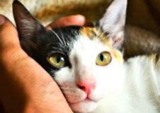 Science Says Being a Cat Owner May Be Good for Your Health